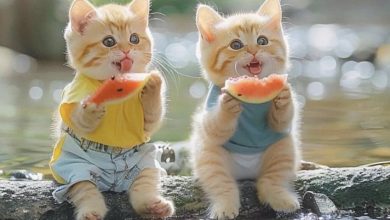 কিউট মেয়ে বিড়ালের সুন্দর নাম (420+ Cute Cat Names)